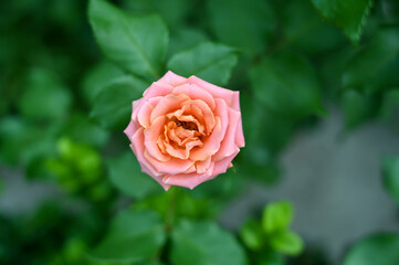 Pink Rose Flower blooming in garden