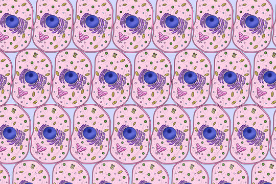 Repeating pattern of animal cells, illustration