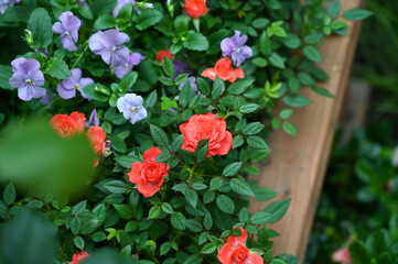 Fototapeta na wymiar Red Rose Flowers blooming in garden