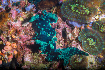 Nudibranch sea slug on the coral reef of macro paradise Lembeh on the tropical island of Sulawesi in Indonesia