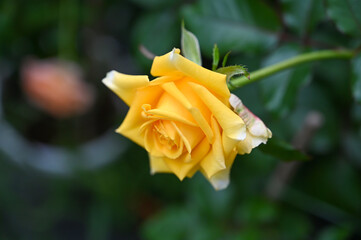 Yellow Rose Flower blooming in Garden