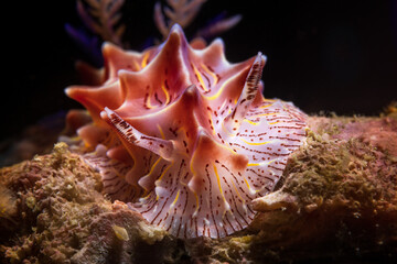 Nudibranch sea slug on the coral reef of macro paradise Lembeh on the tropical island of Sulawesi in Indonesia