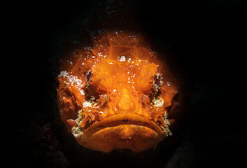 The frogfishes is a member of the anglerfish family Antennariidae, of the order Lophiiformes