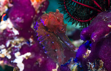 Hippocampus kuda, also known as the common seahorse, estuary seahorse, yellow seahorse or spotted...