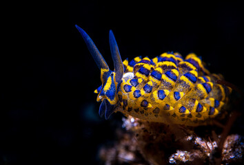 Nudibranch sea slug on the coral reef of macro paradise Lembeh on the tropical island of Sulawesi in Indonesia