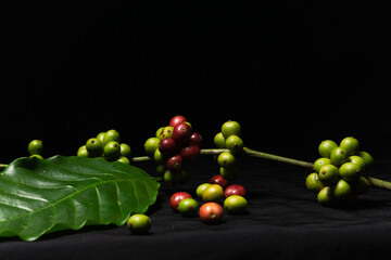 Photo of coffee plant stalks and fresh original coffee beans on black background. Perfect for the...