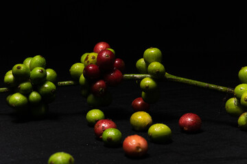Photo of coffee plant stalks and fresh original coffee beans on black background. Perfect for the design elements of the barista, coffee shop and coffee industry.