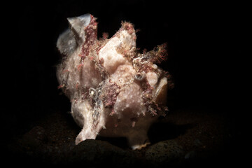 Frogfishes are any member of the anglerfish family Antennariidae, of the order Lophiiformes. Antennariids are known as anglerfish in Australia. Scuba diving on the coral reef of macro paradise Lembeh