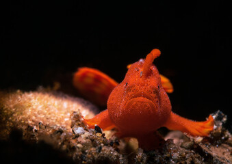 Frogfishes are any member of the anglerfish family Antennariidae, of the order Lophiiformes. Antennariids are known as anglerfish in Australia. Scuba diving on the coral reef of macro paradise Lembeh