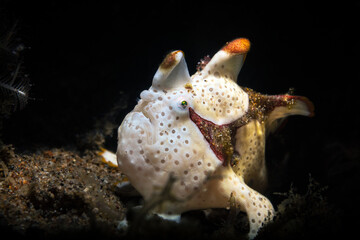 The frogfishes is a member of the anglerfish family Antennariidae, of the order Lophiiformes