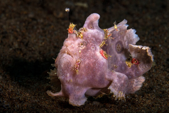 รูปภาพAnglerfish – เลือกดูภาพถ่ายสต็อก เวกเตอร์ และวิดีโอ32,941 | Adobe ...
