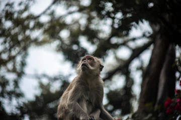 Close up photo of monkey and blurred background.