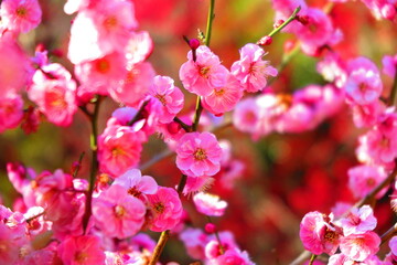 Fototapeta na wymiar 満開のピンク色の梅の花の風景1