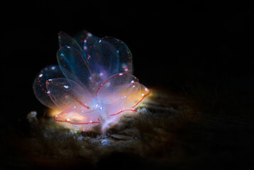 Nudibranch sea slug on the coral reef of macro photography paradise Lembeh in Northern Sulawesi in...