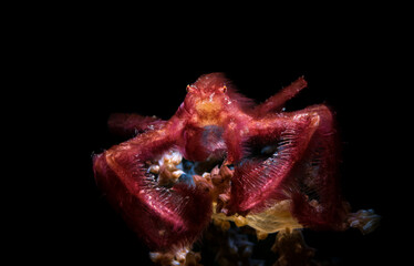 Achaeus japonicus, sometimes known as the orangutan crab, is a crab of the family Inachidae (spider...