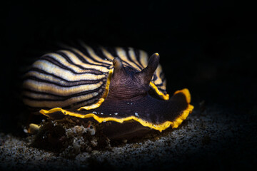 Nudibranch sea slug on the coral reef of macro photography paradise Lembeh in Northern Sulawesi in Indonesia.