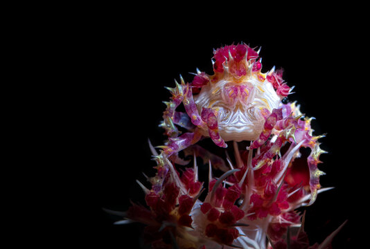 Hoplophrys oatesi is a very colourful candy crab that grows from 1.5 to 2&nbsp;cm. It lives on various species of soft coral in the genus Dendronephthya. It camouflages itself.