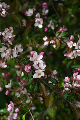 Light pink and white apple flower on a branch among crimson buds, flowers and rich green and brown leaves.
