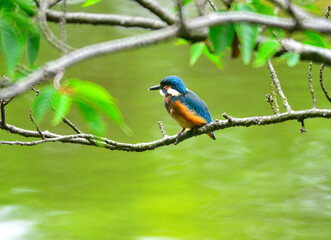 可愛いカワセミ