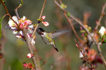 Anna Hummingbird in Quince