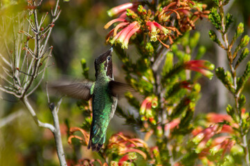 Anna Hummingbird with Erica flowers