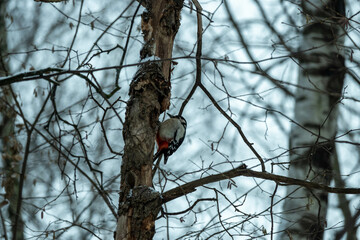 A woodpecker on a tree trunk in a winter forest. Woodpecker in its natural habitat
