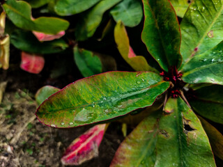 red and green leaf