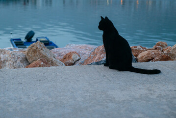 Black cat sits on the pier in the port