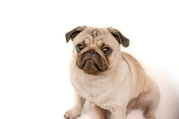 Fototapeta premium sad wet pug on a white background