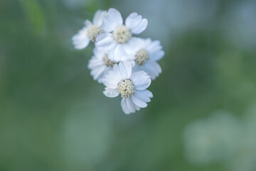Obraz na płótnie Canvas macro art photography of beautiful white small flowers , selective focus