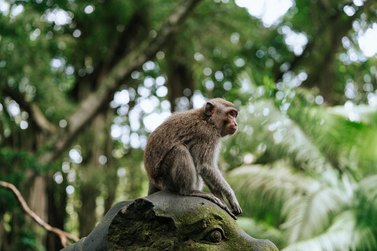  Monkey in nature park. 