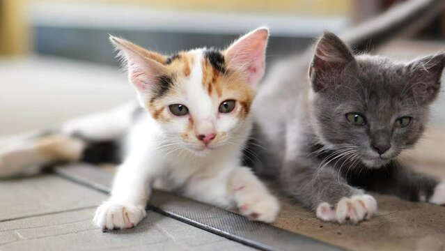 Two cute kittens, white with black, orange stripes and gray , lie on the doormat. Wake up and blow your nose Show some smell or may be hungry.