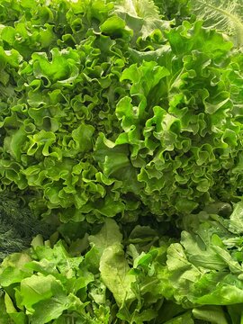 fresh green lettuce pattern