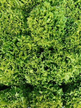 fresh lettuce pattern