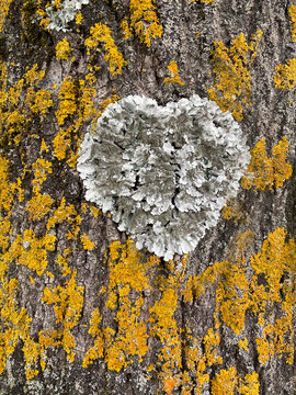 Heart shape fungi on a Tuscan tree