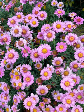 Spring Floral pattern 