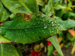 rain drops on leaf