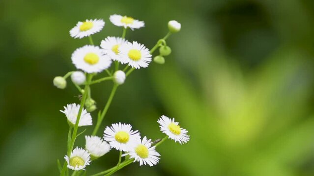 目立たない雑草のようなヒメジョオン（ハルジオン）ですが、群生するのできれいです