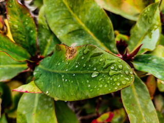 leaf with water drops