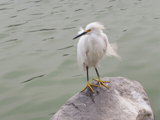 White heron in a lake	