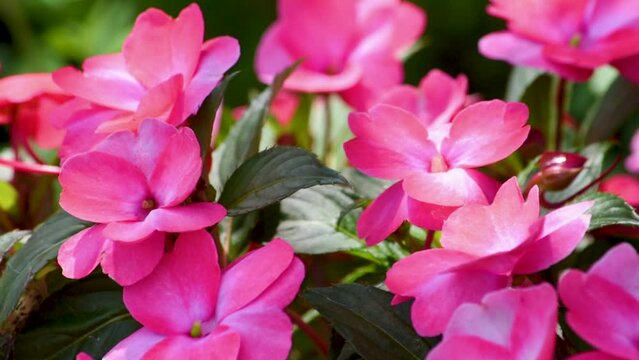 愛らしいインパチェンス（アフリカホウセンカ）の花