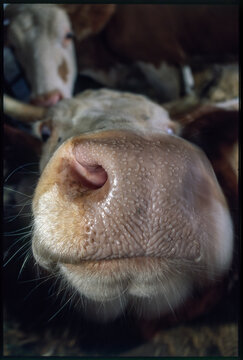 Cow face