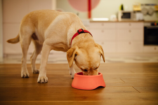 Dog eating 