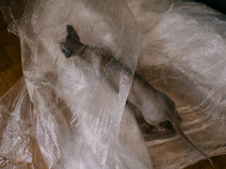Hairless cat in transparent film