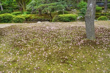 兼六園で見たたくさんの散った八重桜の花と苔のコラボ情景＠石川
