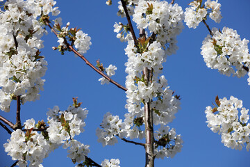 Cherry fruit tree in spring