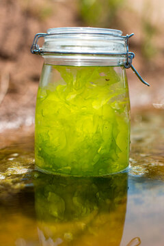 Seaweed in a Jar