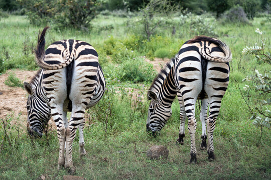 Fototapeta Zebra butts on a safari in Kruger National Park