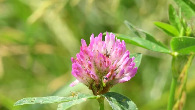 Red clover, medicinal and fodder plant with flower