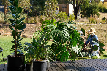 Houseplants being watered and inspected outdoors
